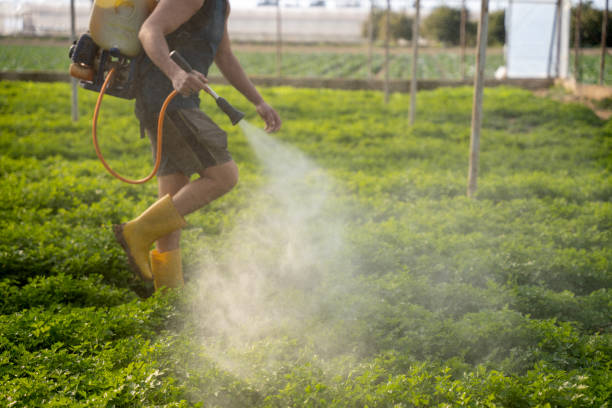 Best Local Pest Control Services  in Westworth Village, TX