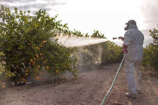 Best Affordable Pest Control Services  in Westworth Village, TX