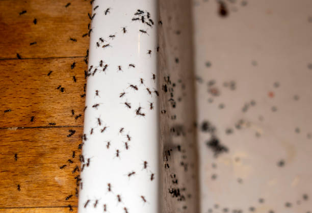 Best Wasp Removal Services  in Westworth Village, TX