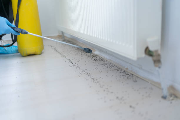 Best Mosquito Control Services  in Westworth Village, TX